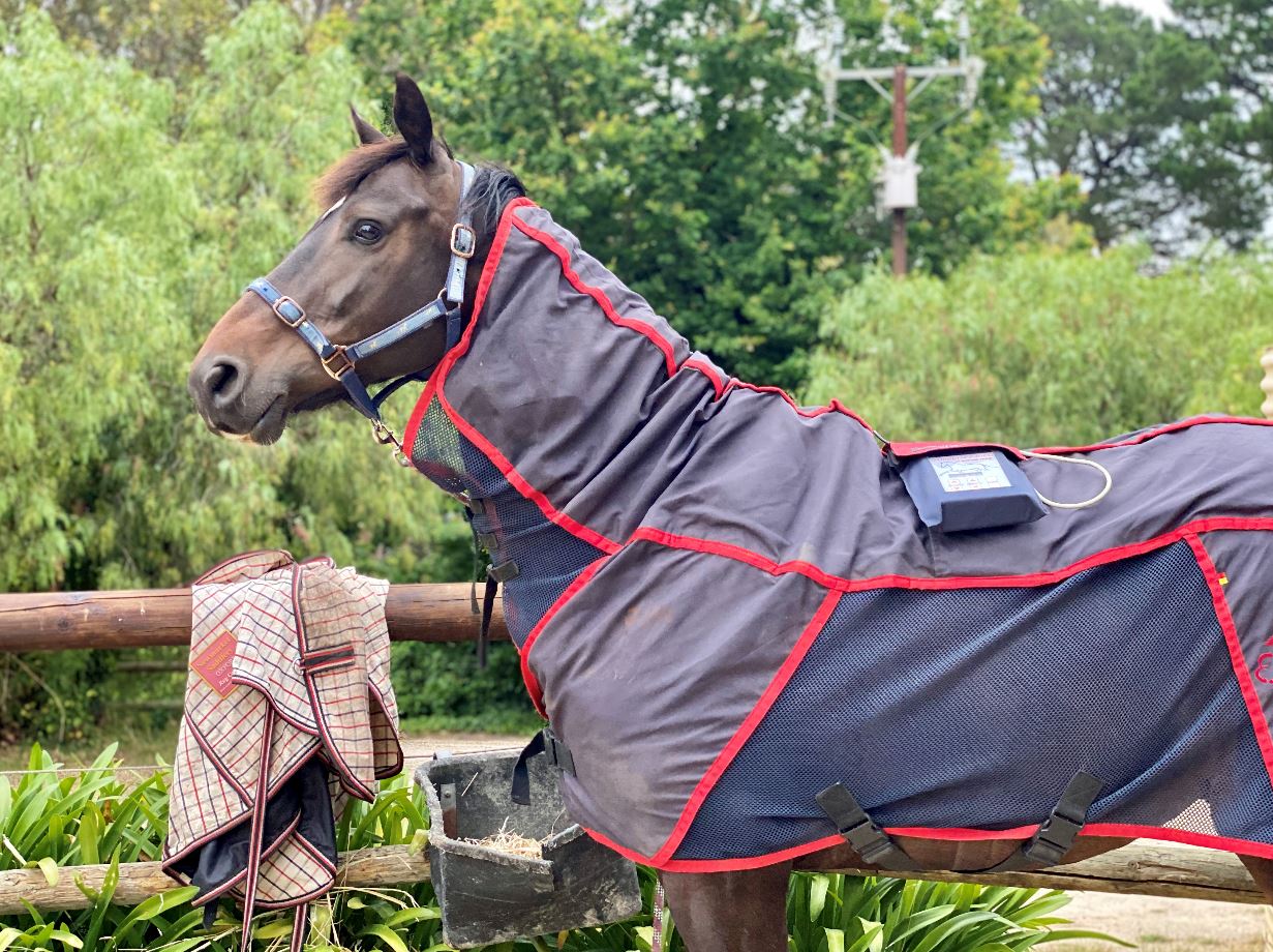 How to bring your horse back into work in Spring