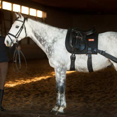 Equiband Australia training system on horse