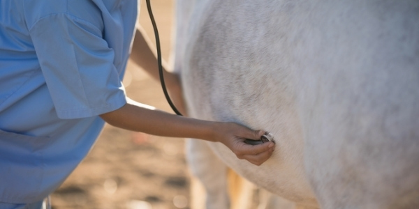 Symptoms of Gastric Ulcers in horses and how to to help your horse