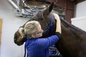 horse chiropractor working on a horse