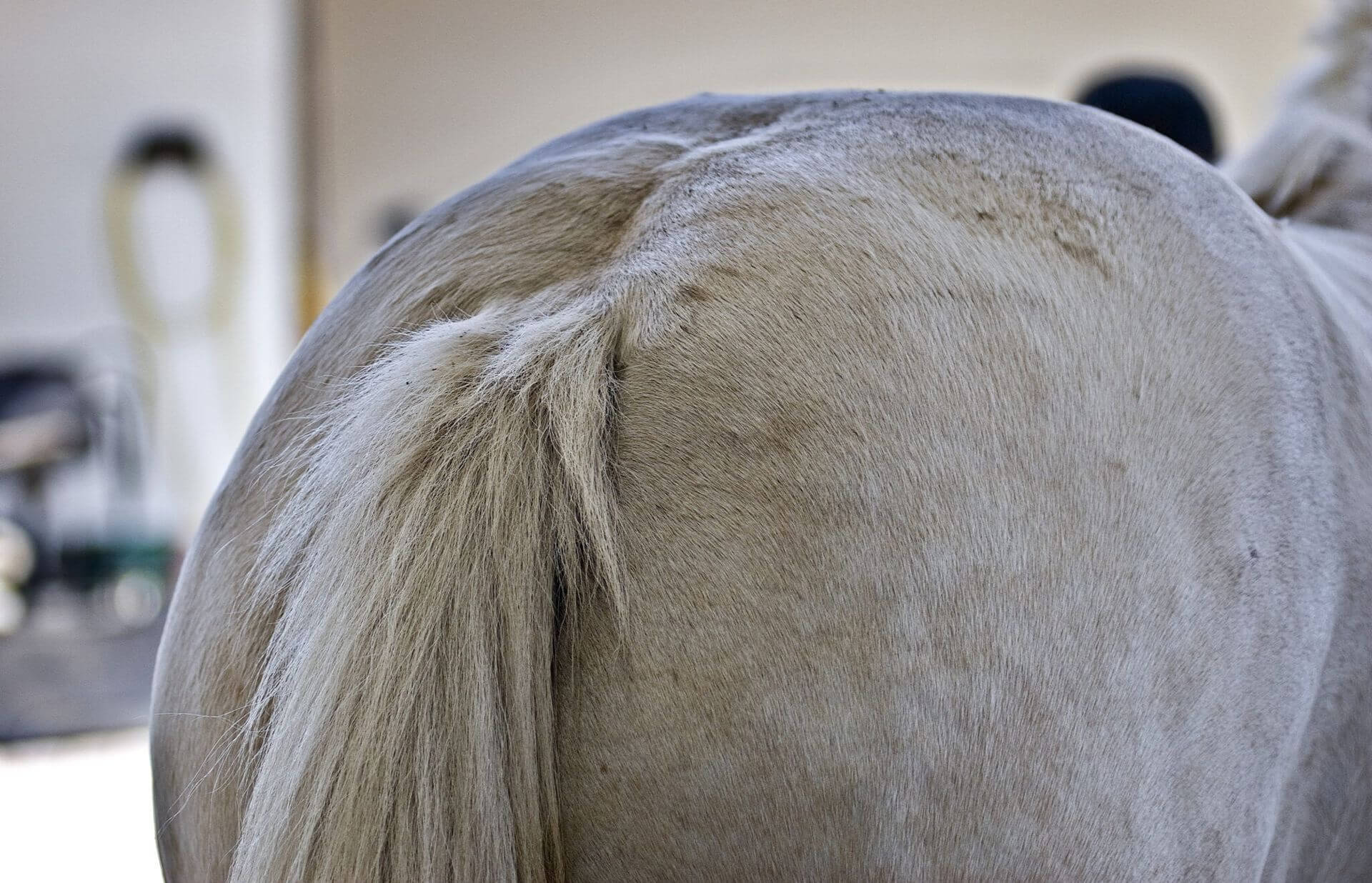 Metabolic Syndrome In Horses Information & Treatment