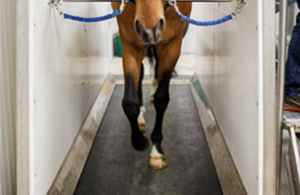 Animal Therapeutics Equine Dry Treadmill