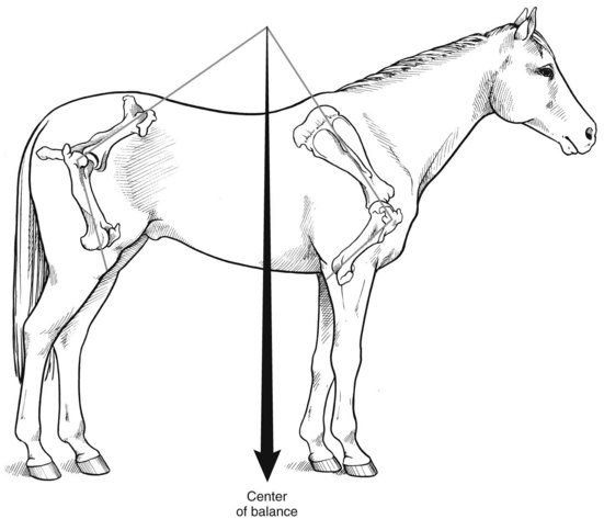 diagram showing the centre balance point of a horse