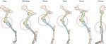 Stifle Injury In Horses - Cause, Treatments & Prevention