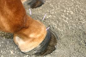 A horse receiving acupuncture treatment for lameness