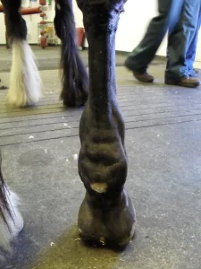 A horse with a tendinous windgall on its fetlock joint