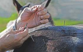 A veterinarian inserting acupuncture needles into a horse's body to treat lameness