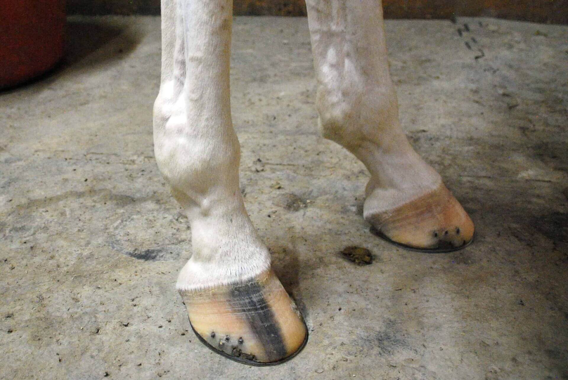 a horse with windgalls