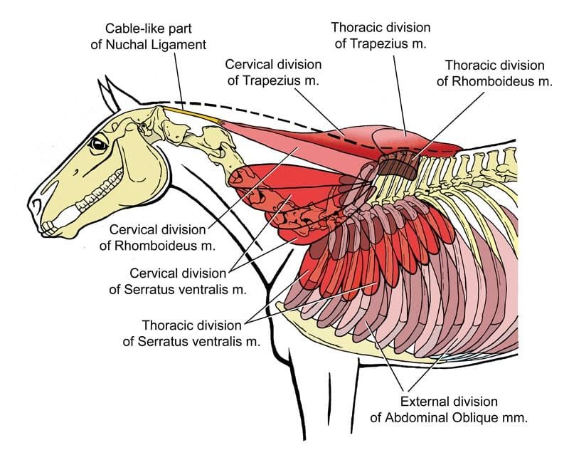 Understanding Horse Withers – Anatomy, Function, Soreness & Treatment