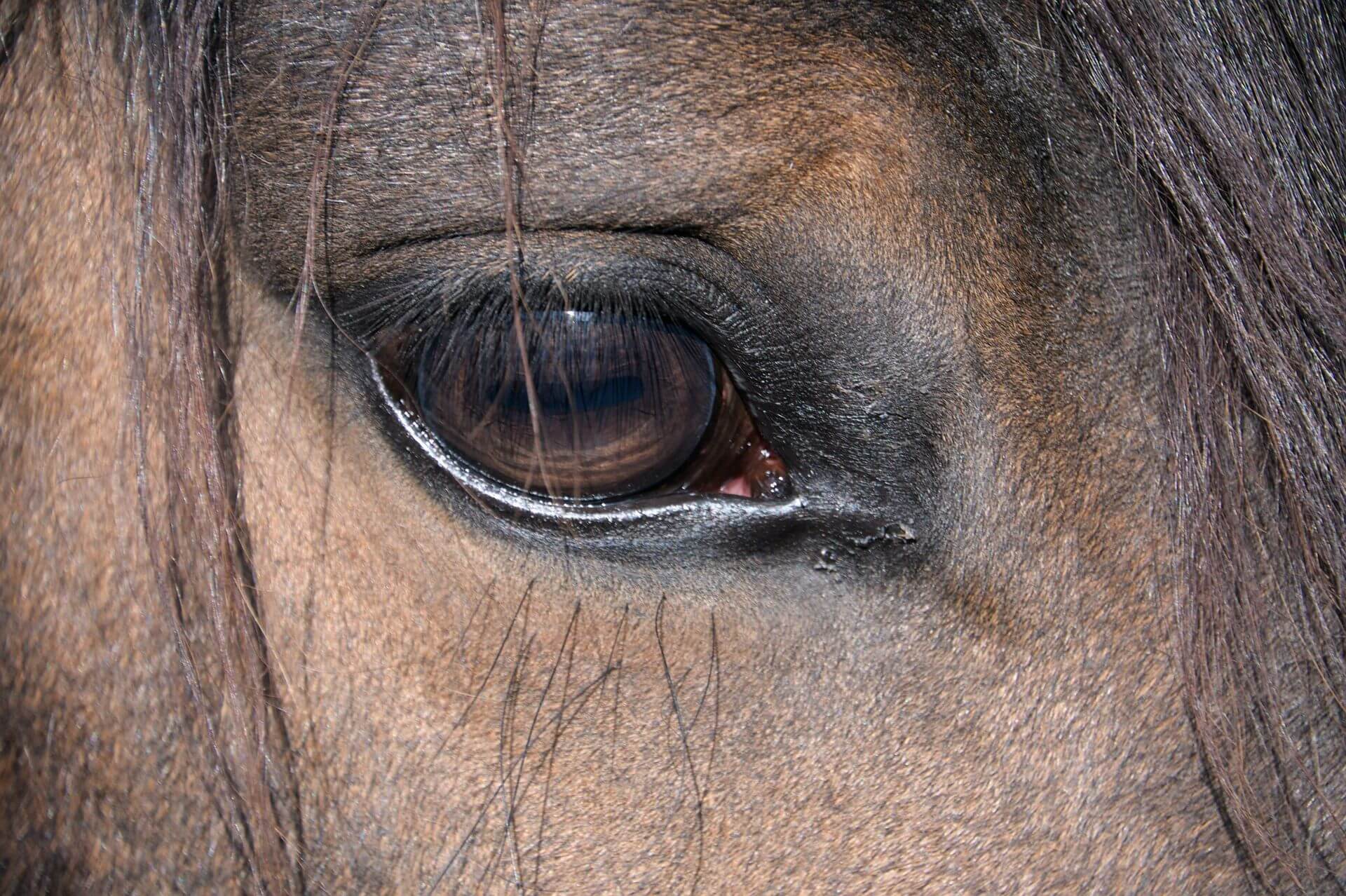 a nervous and anxious horse