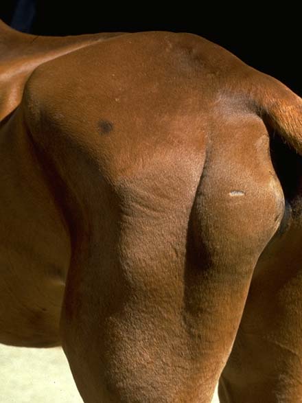 a horse with fibrotic myopathy
