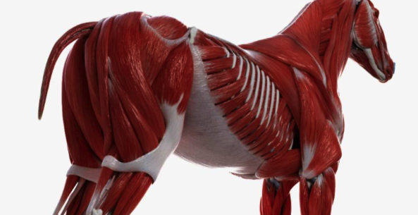 Fibrotic myopathy in horse explained