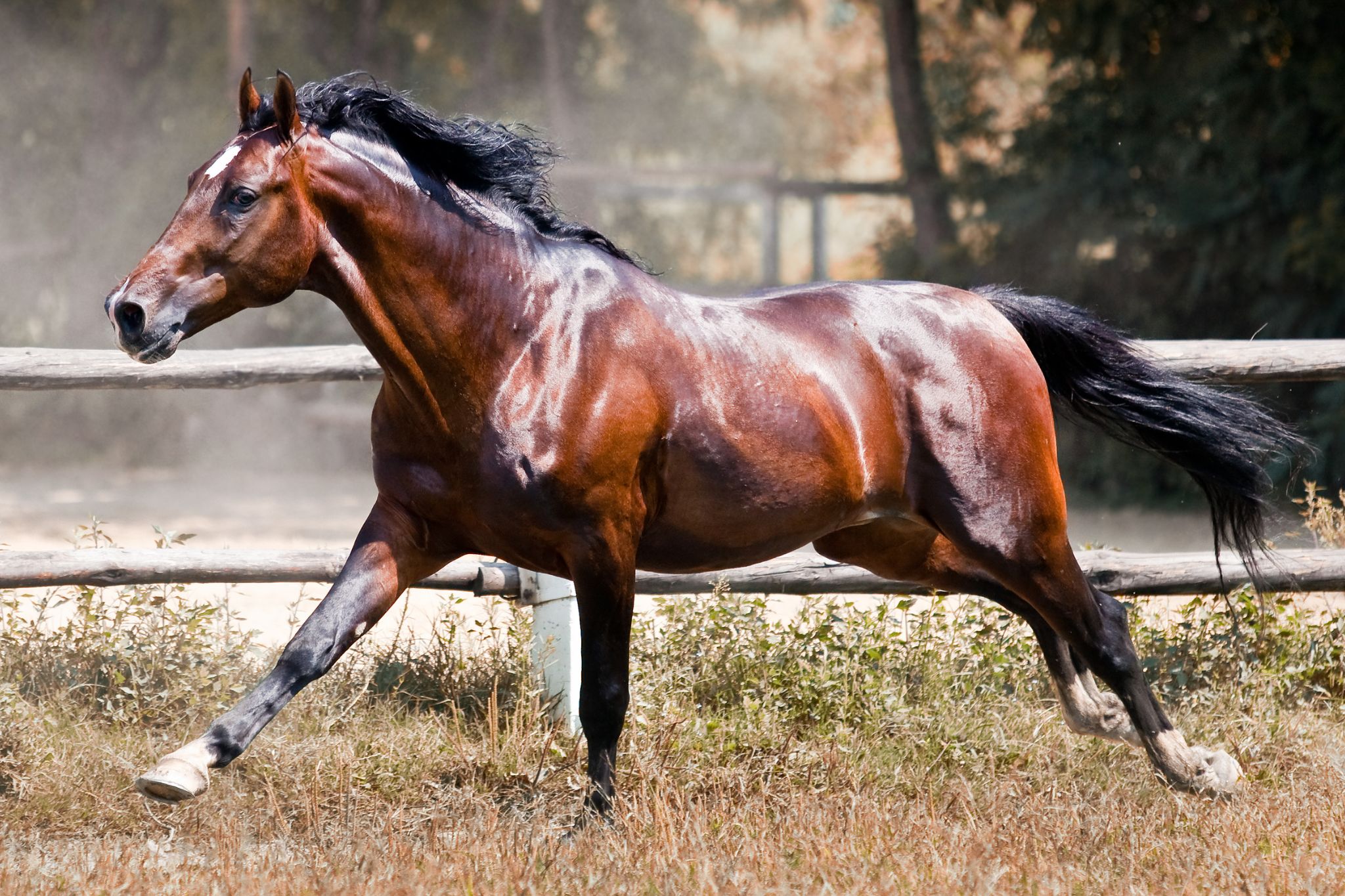 horse galloping